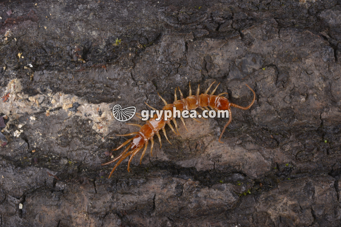 Lithobie - gryphea.com